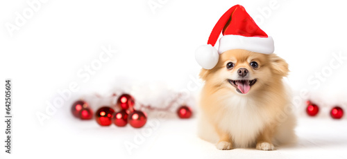 Cute dog puppies pomeranian wearing santa claus hat with red baubles isolated on white background. Christmas background with copy space. digital ai