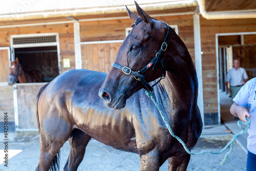 Принти на полотні cheval de course dans la région centre en France en Europe occidentale