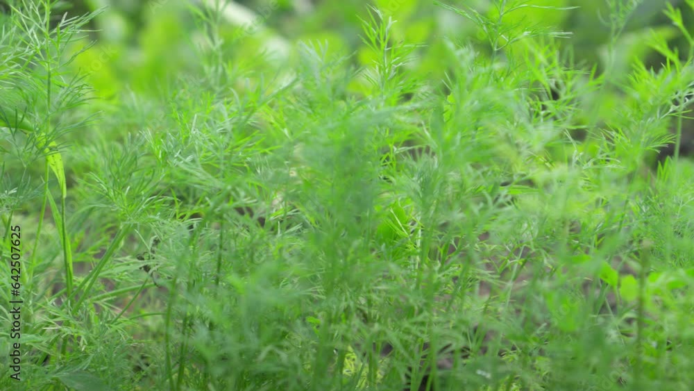Green dill growing in garden, close-up. Green dill growing in garden, close-up.