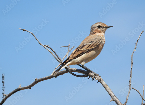 A Northern wheatear juvenile (Oenanthe oenanthe) a small passerine bird. It is the most widespread member of the wheatear genus Oenanthe in Europe and North and Central Asia. Is a migratory species.