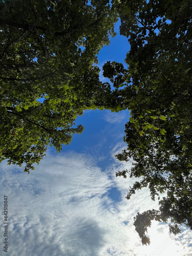 Blue sky seen through tree branches Blue sky seen through tree branches