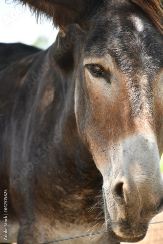 close up of a donkey © Dario