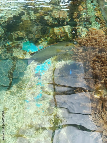 fish in aquarium