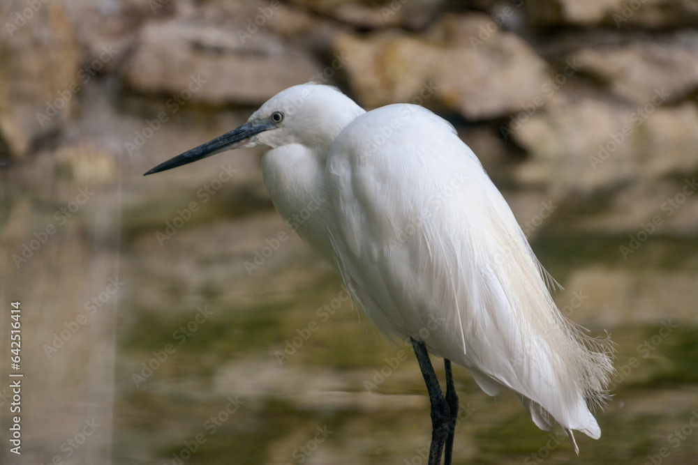 White bird egret in water
White bird egret in water