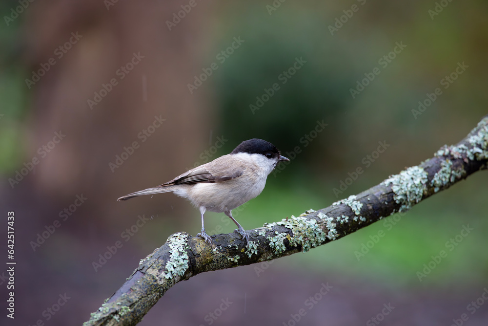 very tiny delicate bird on a single branch, Marsh Tit, Poecile palustris very tiny delicate bird on a single branch, Marsh Tit, Poecile palustris