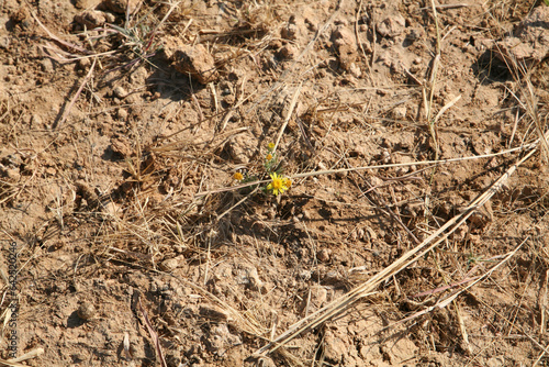 The Amazing Landscapes of Bada, Kutch photo