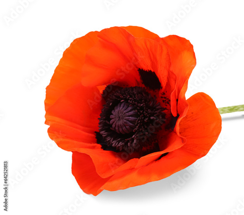 Beautiful poppy flower on white background