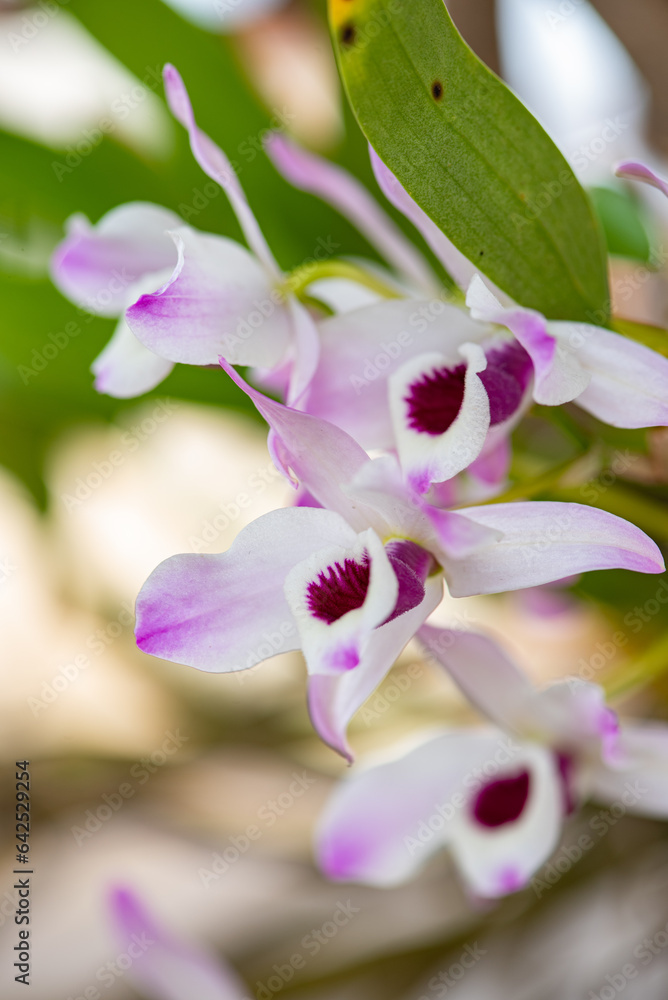 Obraz premium Orchids, details of wonderful orchids seen through a macro lens, selective focus.