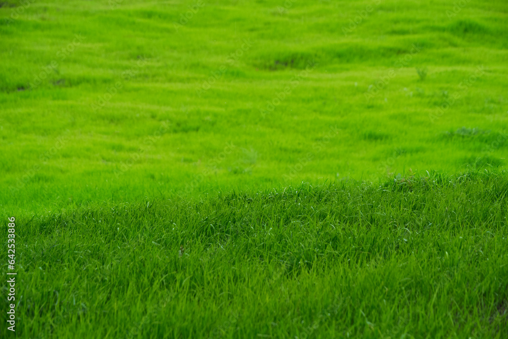 Green meadow with bright, juicy and green grass. Green meadow with bright, juicy and green grass.