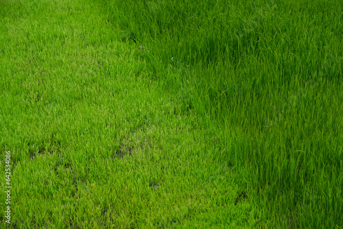 Mowed lawn.Green meadow with bright, juicy and green grass.