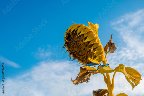 A shrunken sunflower against the blue sky with a ribbon in the national colors of Ukraine. Memorial day concept