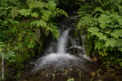 Small Waterfall and Rainforest, 