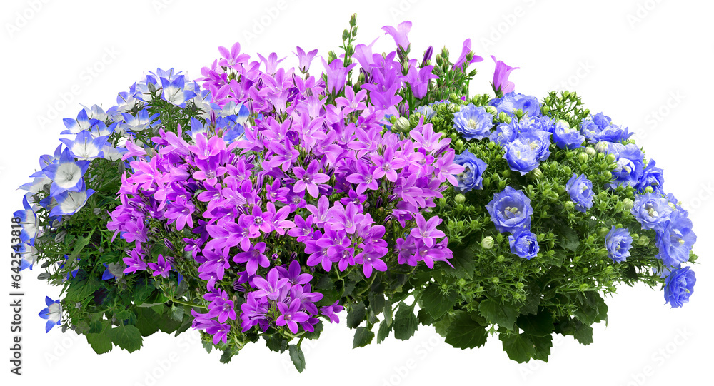 Campanula. Cut out blue and pink flowers. Flowerbed isolated on transparent background. Bush for garden design or landscaping - obrazy, fototapety, plakaty 