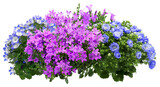 Campanula. Cut out blue and pink flowers. Flowerbed isolated on transparent background. Bush for garden design or landscaping