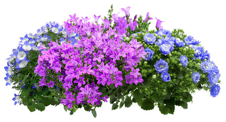 Campanula. Cut out blue and pink flowers. Flowerbed isolated on transparent background. Bush for garden design or landscaping