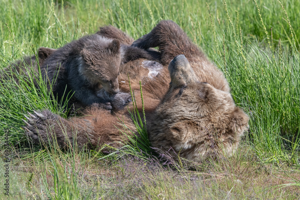 Fototapeta premium Nursing Brown Bear Cubs