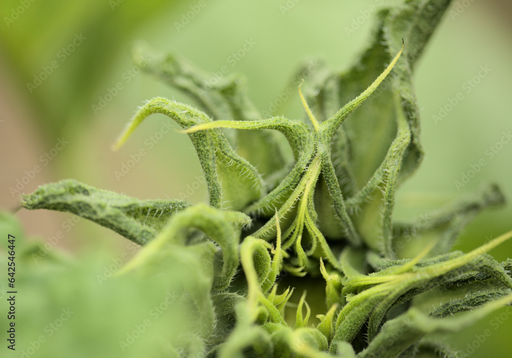 Buds of Helianthus annuus, the common sunflower, natural macro floral background

