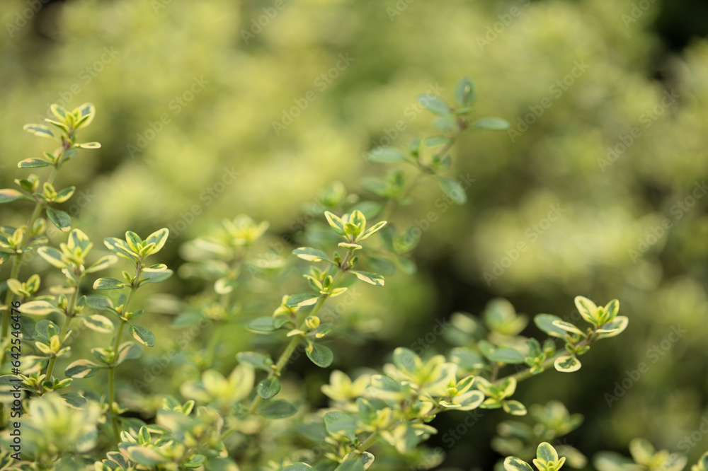 Thymus citriodorus AKA lemon thyme Thymus citriodorus AKA lemon thyme