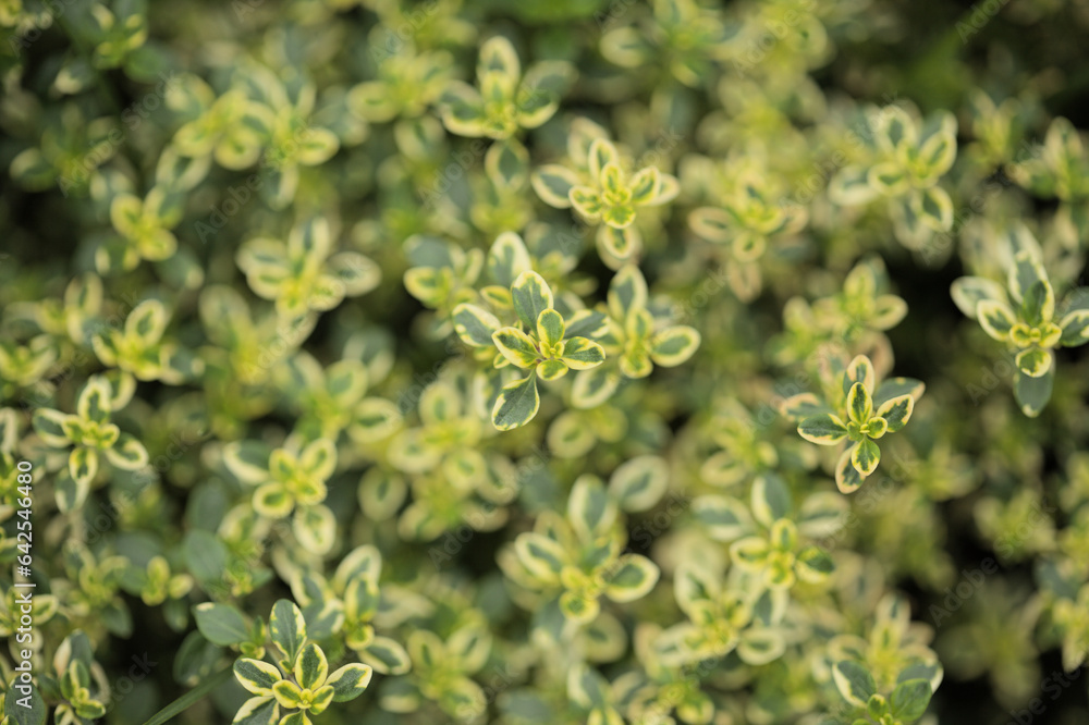 Thymus citriodorus AKA lemon thyme Thymus citriodorus AKA lemon thyme