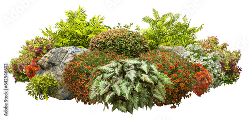 Cutout garden design. Flower bed isolated on transparent background. Flowering shrub and green plants for landscaping. Decorative shrub and boxwood hedge