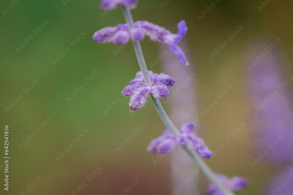 Beautiful blue lavender flowers in the garden Beautiful blue lavender flowers in the garden