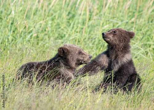 Fighitng Brown Bear Cubs