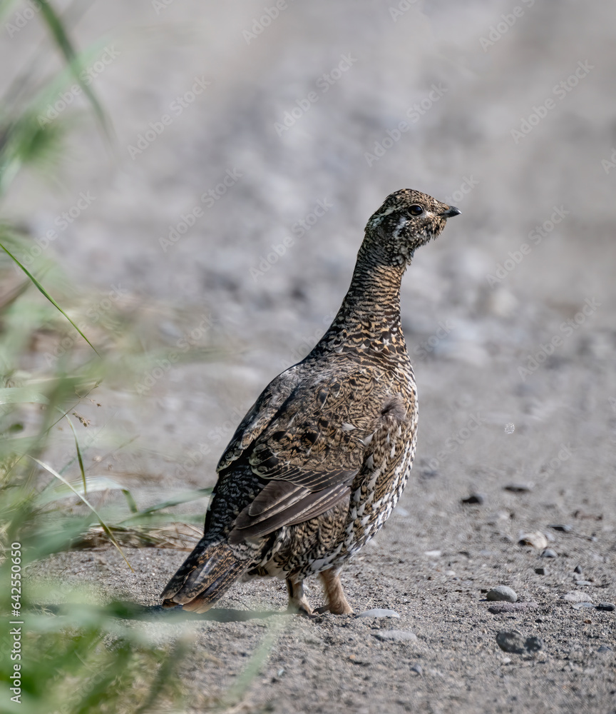 Female Spruce Grouse Female Spruce Grouse