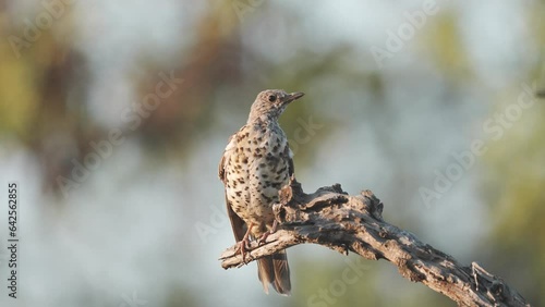 Mistle Thrush on a branch

