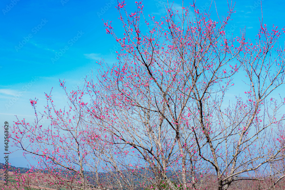 Thailand Cherry Blossom at Phu Lom Lo, Thailand. This area has become the largest area of Thailand Cherry Blossom trees. In the winter, the mountain is covered with the dreamy pinkness.