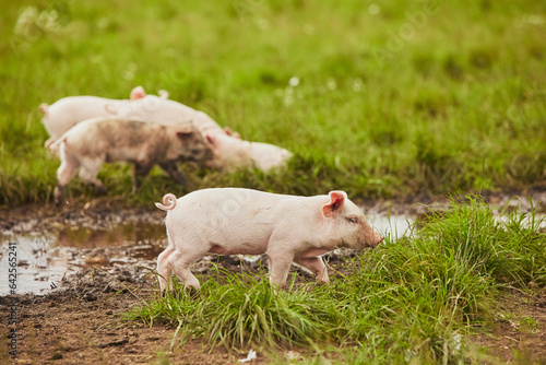 Eco pig farm in the field in Denmark. Cute pig in the pasture © Виктор Осипенко