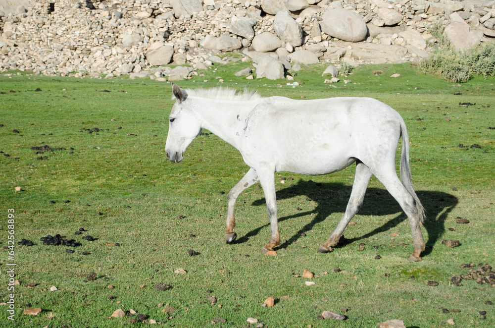Fototapeta premium Majestic horses grazing in beautiful wild nature, wide open spaces with green pastures in the middle of summer beautiful Tichka park in the south west High Atlas mountains, Morocco