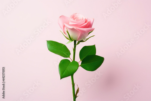 Whispers of Pink Rose