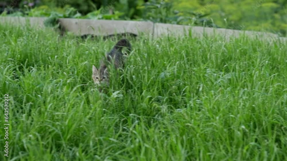 small kitten, possibly homeless, hopping in the grass and struggling to survive in an environment it doesn't belong small kitten, possibly homeless, hopping in the grass and struggling to survive in an environment it doesn't belong