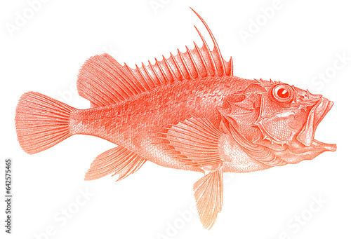 Photos Offshore rockfish pontinus kuhlii in side view, marine fish from Eastern Atlanti