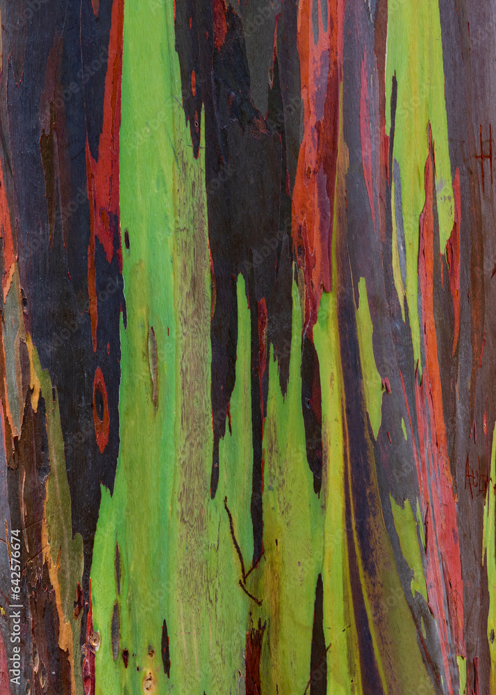 Abstract photograph of a Rainbow Eucalyptus Tree