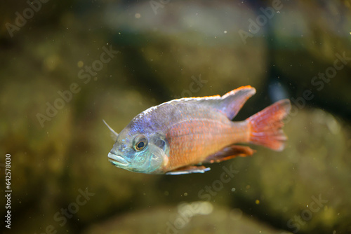Poprtrait eines Malawi Buntbarsch, Süßwasserfisch im Aquarium.
