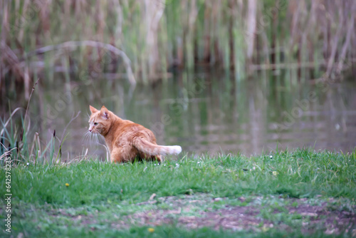 Eine Katze mit rötlichen Fell an einem Teich auf Entenjagt.
