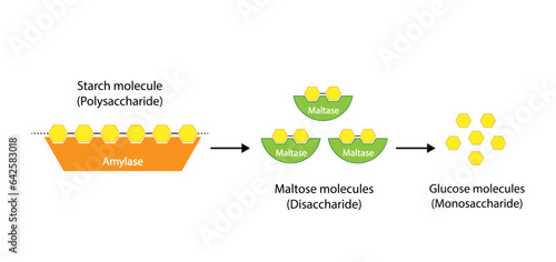 Carbohydrates Digestion. Amylase and Maltase Enzymes catalyze Polysaccharide Starch Molecule to Disaccharide Maltose Molecules, glucose Sugar Formation. Scientific Diagram. Vector Illustration.