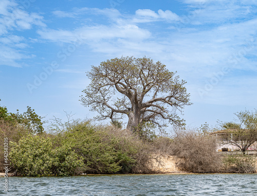 El baobab, Adansonia digitata, árbol del  género de la familia Malvaceae cuyos miembros son árboles conocidos popularmente como baobab, árbol botella o pan de mono árbol.  SENEGAL photo