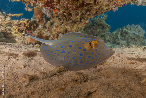 Blue-spotted stingray On the seabed in the Red Sea Eilat  Israel