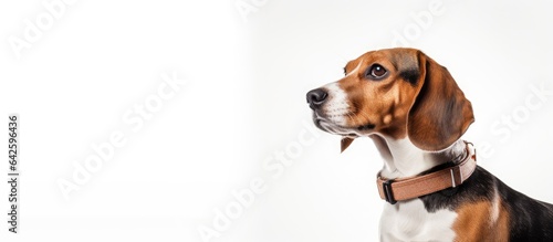 A cute beagle dog with a collar seen from the side isolated on a white background photo