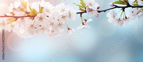 Cherry tree branch with copyspace in spring blurred background