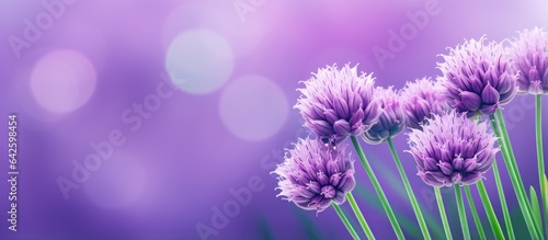 Close up of purple chive flower