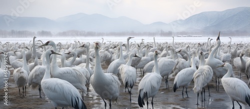Cranes gathered at feeding sites in their wintering areas