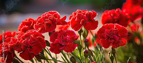 Crimson Dianthus flower in ...