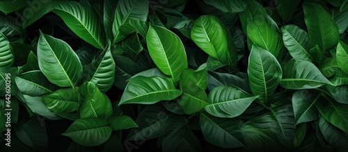 Fresh wallpaper with a nature background of green leaves and greenery © vxnaghiyev