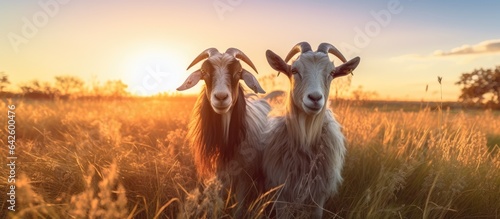 Goats in field at sunset
