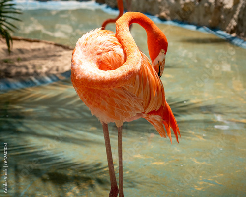 flamingo in the water