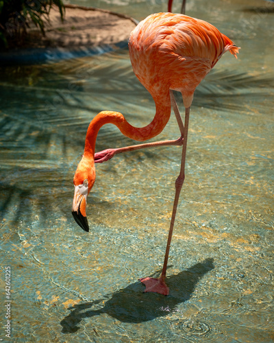 flamingo in the water