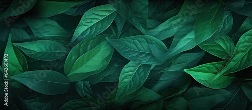 Leaves that are translucent and green with various backgrounds